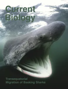 photo of Current Biology Cover featuring basking sharks, quote: Transequitorial Migration of Basking Sharks