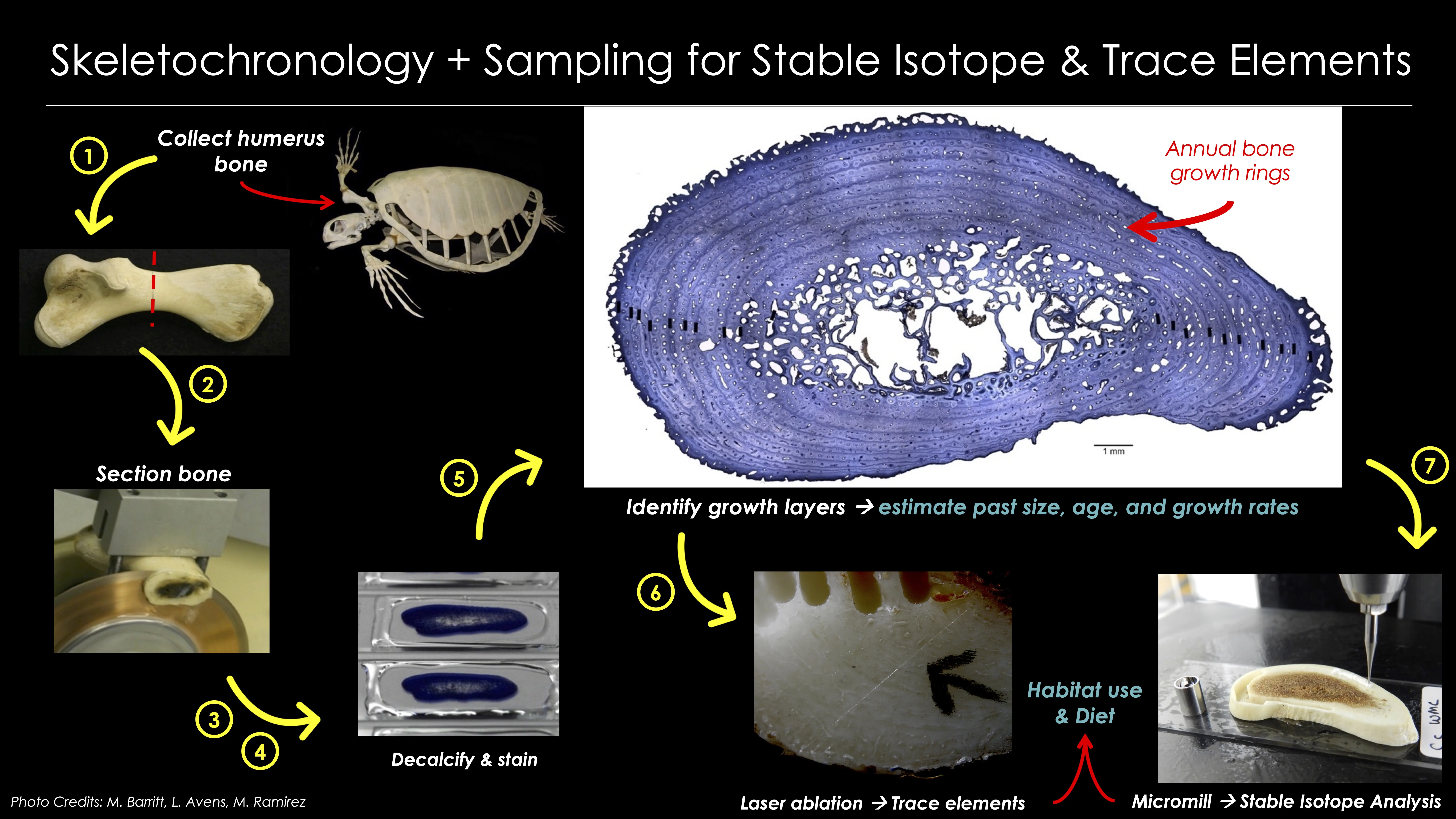 Live at The Lab: Isotopes are back home 