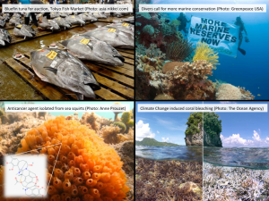 four small photos in one, 1:fish on a pallette, 2:divers underwater holding a sign in all capital letters quote: more marine reserves now 3:underwater coral 4: partially submerged shot of an island and coral underwater